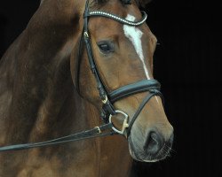 dressage horse Best of Emilio (Oldenburg, 2014, from Best of Gold)