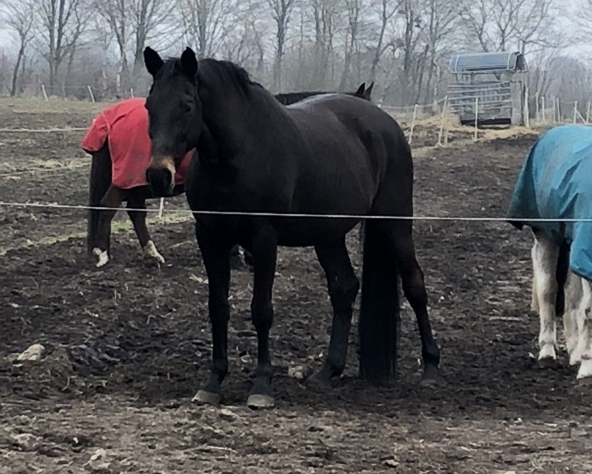 broodmare Copa Cabana (Hanoverian, 2002, from Carbid 3)