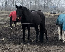 broodmare Copa Cabana (Hanoverian, 2002, from Carbid 3)