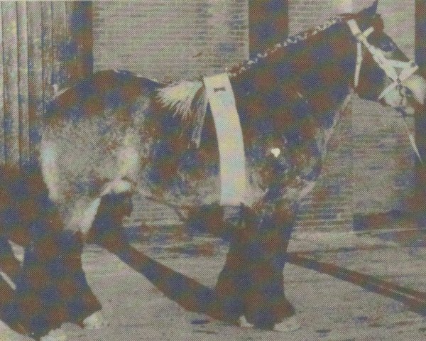 stallion Nico van Brandevoort (Dutch Heavy Draft, 1978, from Gamin van Wooldink)