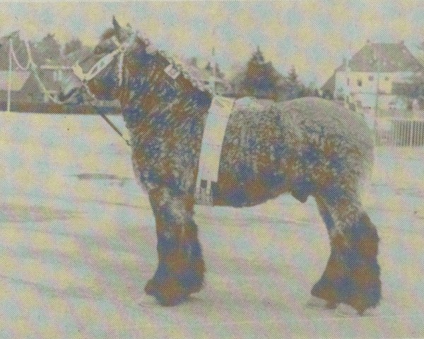 Deckhengst Victor van Marknesse (Niederländisches Kaltblut, 1979, von Horizon Tersaet)