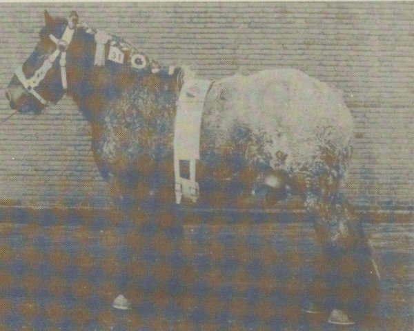 stallion Frik van de Smeel (Dutch Heavy Draft, 1975, from Frik van de Kantstraat)