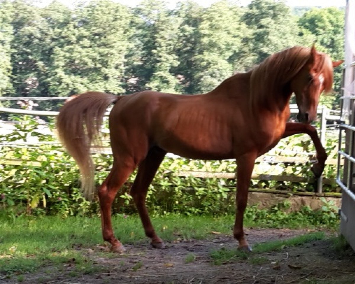 stallion Esteban Ibn Estopa Son ox HB (Arabian purebred, 1992)