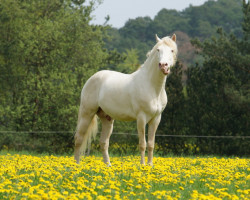 stallion Diamante Azul (Lusitano, 2007, from Napoleonico)