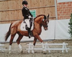 dressage horse het Askaban (German Riding Pony, 2010, from A Gorgeous)