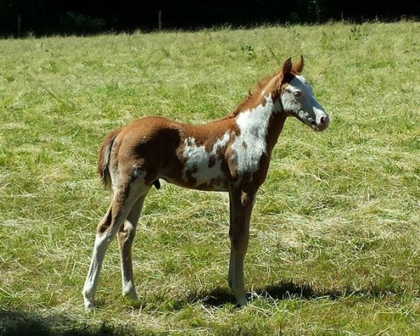 horse Hengst von Classic Raven JB (Paint Horse,  , from Classic Raven JB)