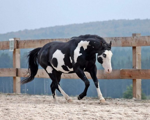 stallion Classic Raven JB (Paint Horse, 2010, from Doc Bar George FM)