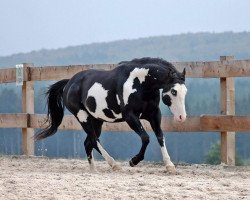 Pferd Classic Raven JB (Paint Horse, 2010, von Doc Bar George FM)