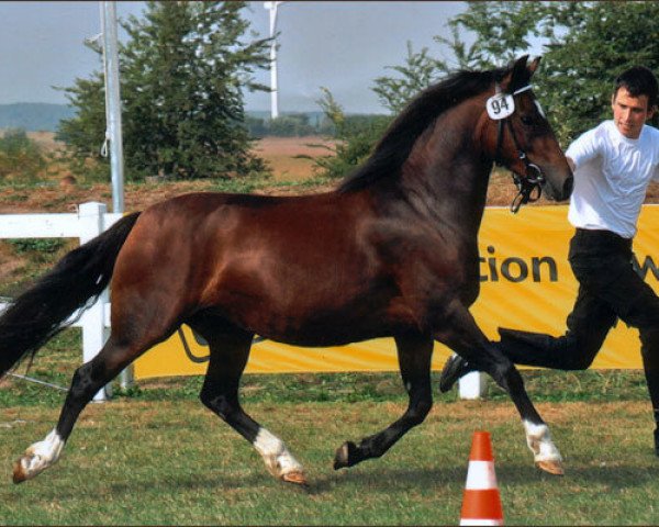 stallion Menai Consultant (Welsh-Cob (Sek. C), 1991, from Menai Bonheddwr)
