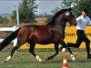 stallion Menai Consultant (Welsh-Cob (Sek. C), 1991, from Menai Bonheddwr)