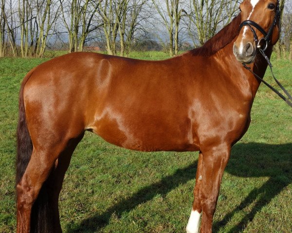 broodmare Paira (Oldenburg, 2011, from Mentes)