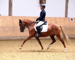 dressage horse Grejsi (German Riding Pony, 2014, from Golden State 2)