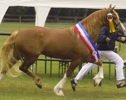 broodmare Holsteins Sibelia (Welsh-Cob (Sek. D), 2008, from Cockmoor Brenin Ebrill)