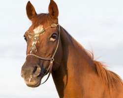 broodmare Mailady 7 (German Riding Pony, 1996, from Manolito)