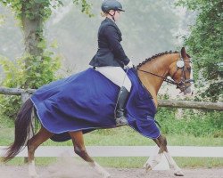 Dressurpferd Dream-Dancer 6 (Deutsches Reitpony, 2012, von Friedrichshof Dark Dream)