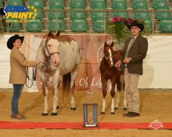 stallion Hengst von BC Ultimate Roulette (Quarter Horse, 2013, from BC Ultimate Roulette)