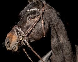 broodmare Jolie (Hanoverian, 2006, from Juventus)