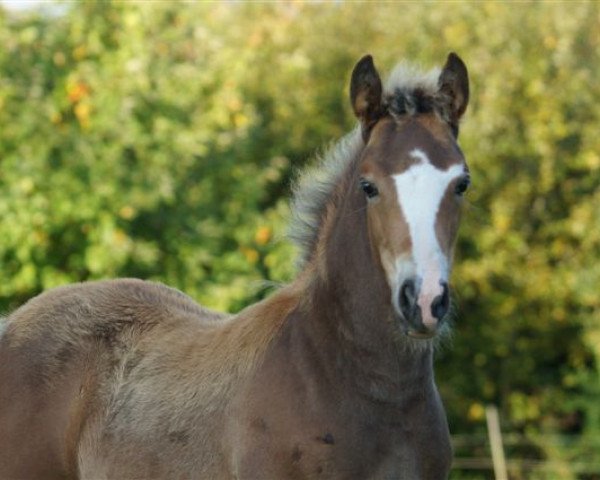 Pferd Stute von Colonel BN Nightstar (Quarter Horse, 2017, von Colonel BN Nightstar)