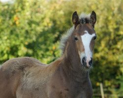 Pferd Stute von Colonel BN Nightstar (Quarter Horse, 2017, von Colonel BN Nightstar)