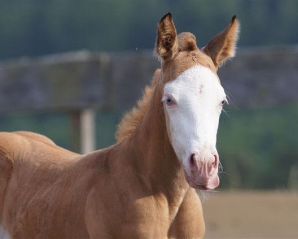 Pferd Stute von Colonel BN Nightstar (Quarter Horse, 2018, von Colonel BN Nightstar)