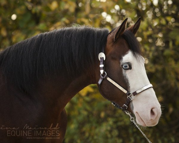 Deckhengst Colonel BN Nightstar (Quarter Horse, 2011, von Colonels Lone Gun)