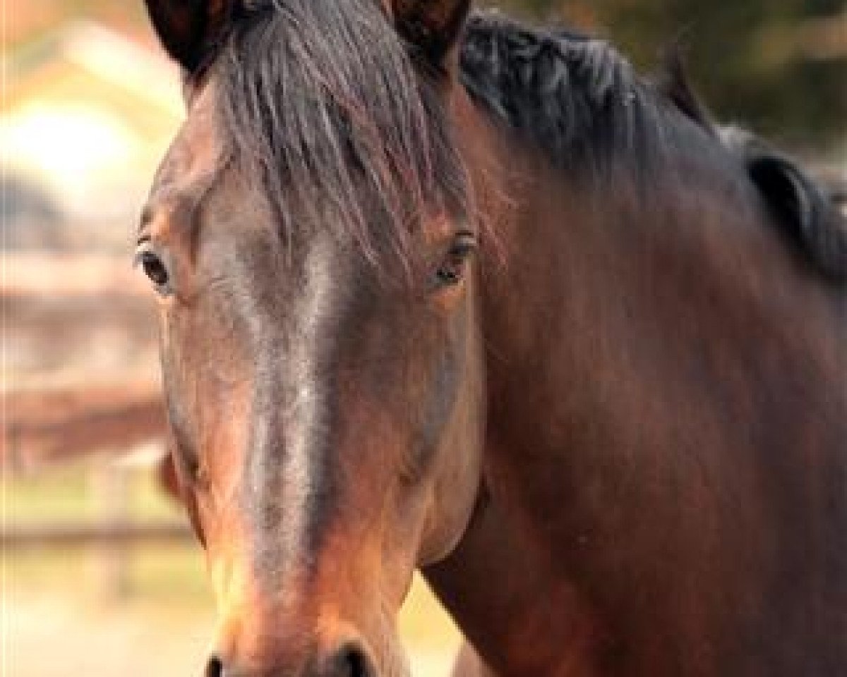 horse Rasmus (Sachse, 1999, from Royal de Saxe)