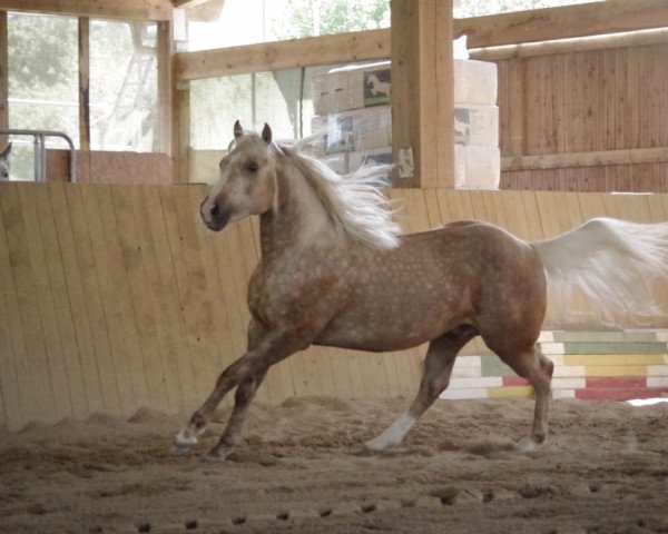 Deckhengst Hengst von Little Chex to Cash (Quarter Horse, 2012, von Little Chex To Cash)