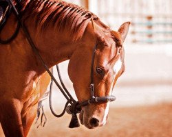 horse Stute von Little Chex to Cash (Quarter Horse, 2012, from Little Chex To Cash)