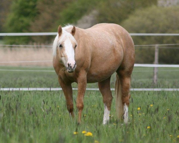 broodmare Stute von Little Chex to Cash (Quarter Horse, 2012, from Little Chex To Cash)