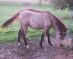 Pferd Easy like Sunday morning (Trakehner, 2016, von Awatar)