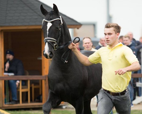 stallion Kilian (Hanoverian, 2015, from Sir Donnerhall I)