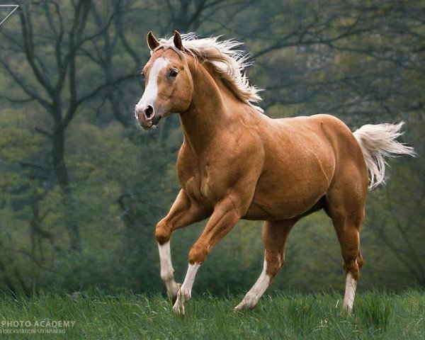 stallion Little Chex To Cash (Quarter Horse, 2008, from Big Chex To Cash)