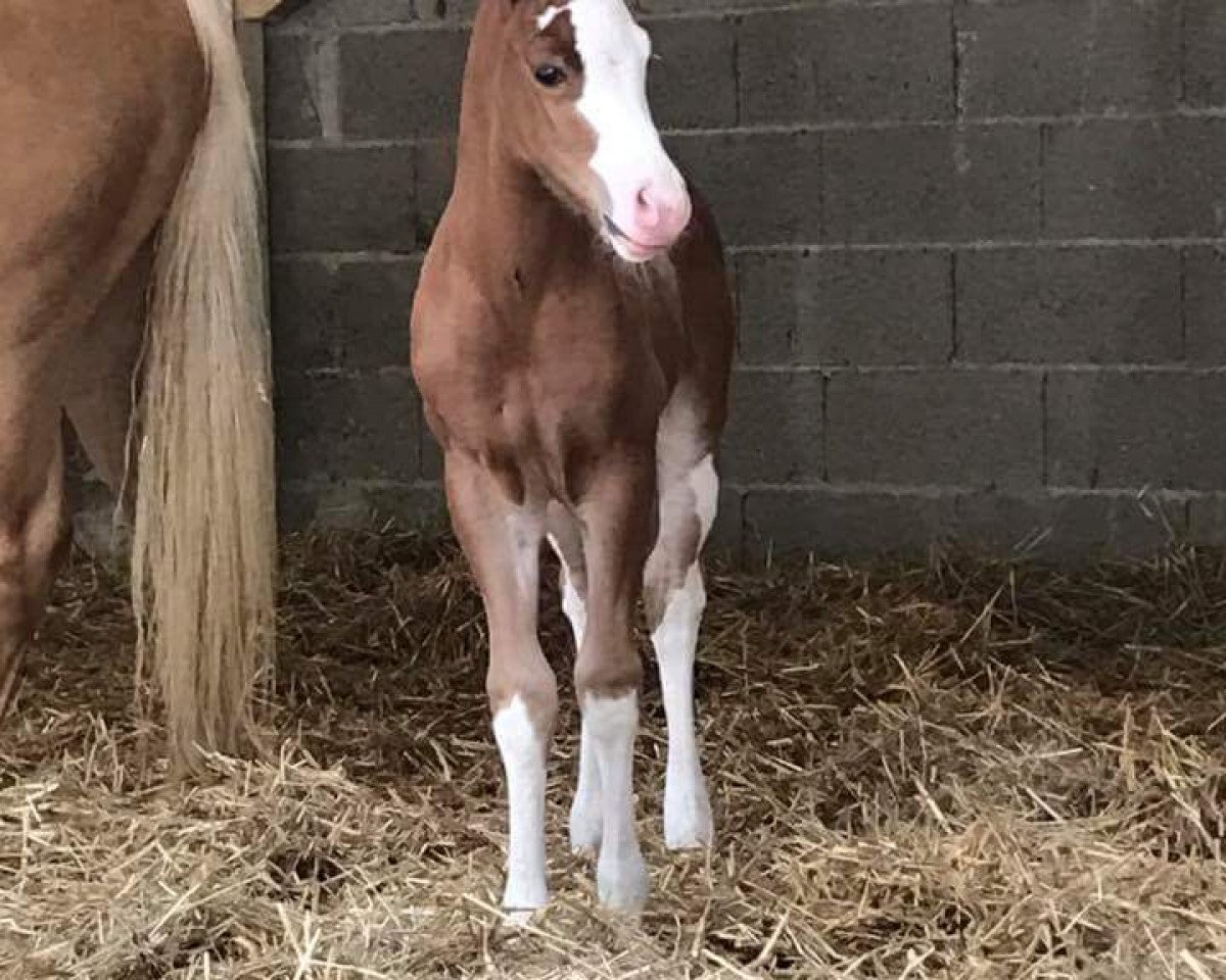 Pferd Fohlen von Gunners Revolution (Paint Horse, 2018, von Gunners Revolution)