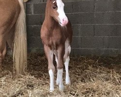 horse Fohlen von Gunners Revolution (Paint Horse, 2018, from Gunners Revolution)