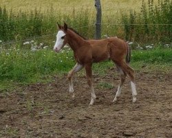 horse Hengst von Gunners Revolution (Paint Horse, 2018, from Gunners Revolution)