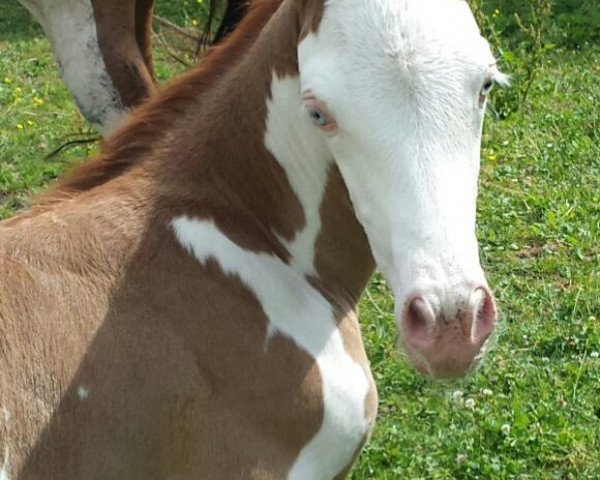 Pferd Fohlen von Gunners Revolution (Quarter Horse, 2018, von Gunners Revolution)