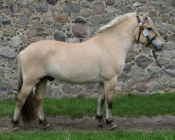 stallion Tronn Fjording (Fjord Horse, 2015, from Trollfin)