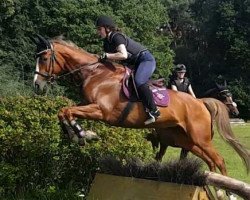 Zuchtstute Happy Motion (Trakehner, 2000, von Sir Chamberlain)