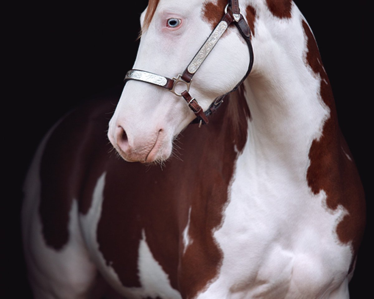 Deckhengst Gunners Revolution (Quarter Horse, 2014, von Gunners Indian)