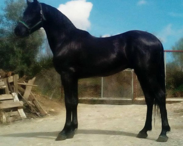 horse REY DE REYES (Hispano, 2012)