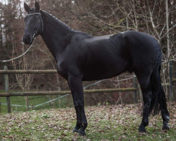 dressage horse Darius XIV (Hanoverian, 2005, from Der Lord)