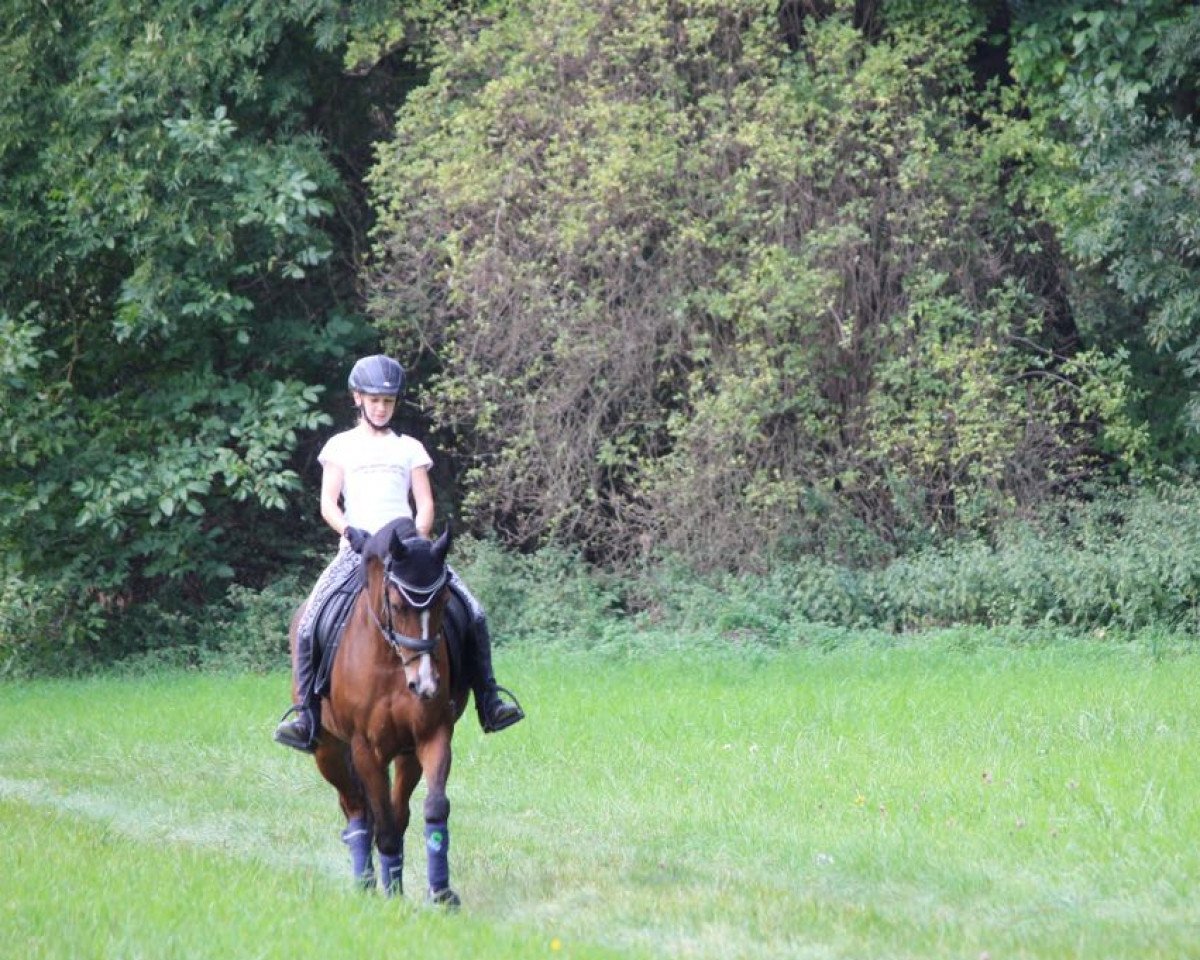 jumper Wunschprinz 3 (German Riding Pony, 2011, from Walou)