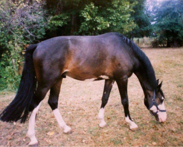 Pferd Pirat 281 (Sachsen-Anhaltiner, 1999, von Prinz Artwig)