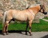 stallion Laust Halsnæs (Fjord Horse, 2006, from Orion Halsnæs)