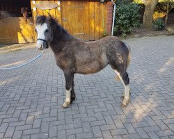 horse Pieter (Welsh mountain pony (SEK.A),  , from Leybucht's Pierre)