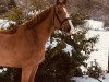 broodmare Hadesch van de gouden dries (Belgium Sporthorse, 2013, from Rexar du Houssoit)