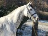 jumper Candela 69 (Oldenburg show jumper, 2011, from DSP Cashmoaker)