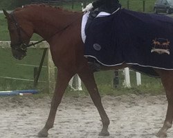 dressage horse Duval 56 (Hannoveraner, 2011, from Destano)