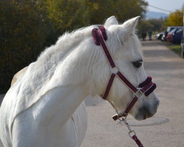 horse Leybuchts Racker (Welsh mountain pony (SEK.A), 2001, from Colne Rocket)