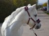 horse Leybuchts Racker (Welsh mountain pony (SEK.A), 2001, from Colne Rocket)